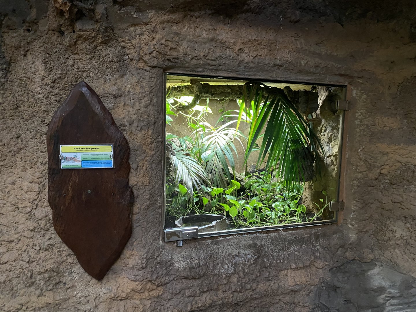 Rio Negro - Honduran milksnake exhibit 011219