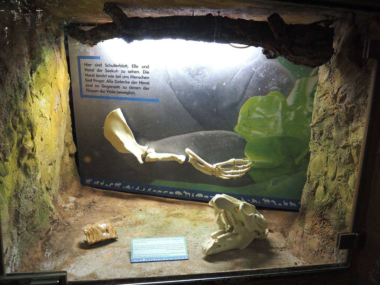 Rio Negro house - Display with tooth, skull and flipper of manatee, 2024-06-08
