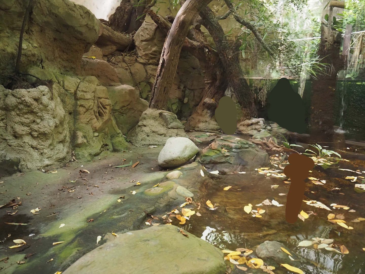 Rio Negro house - Former lowland paca exhibit, 2024-06-08