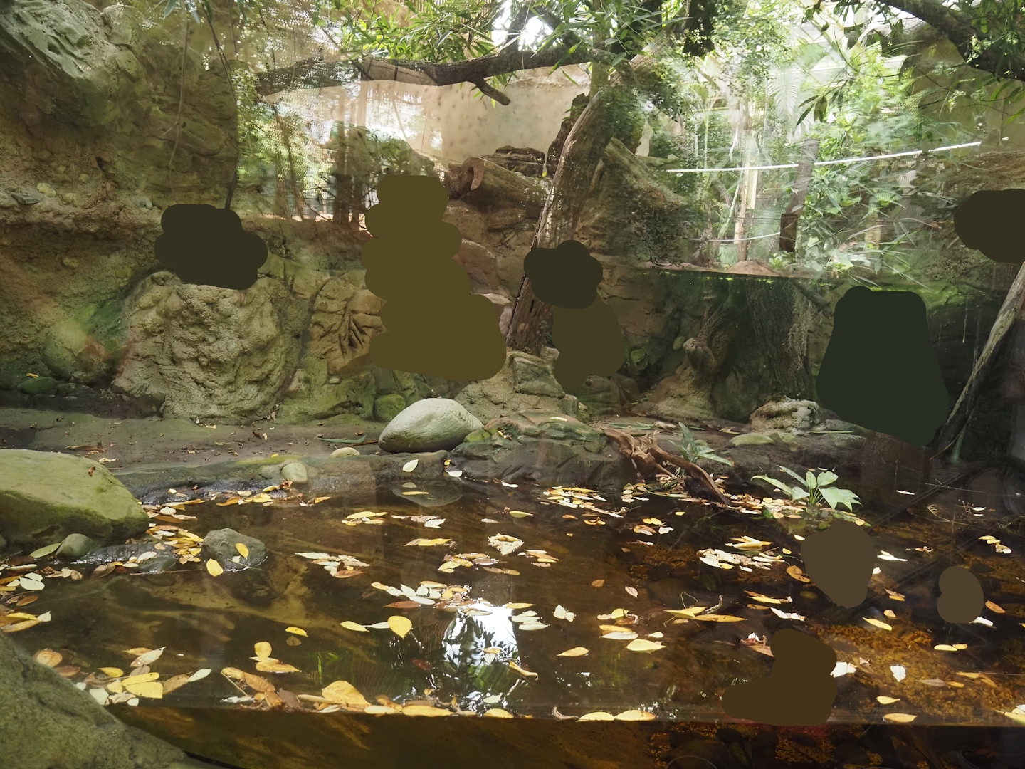 Rio Negro house - Former lowland paca exhibit, 2024-06-08