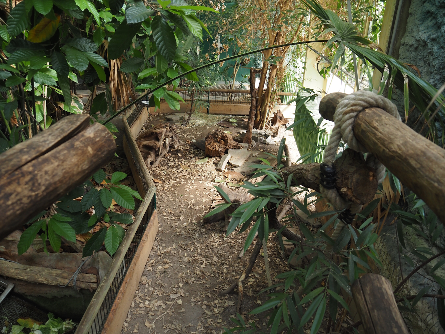 Rio Negro house - Red-footed tortoise exhibit next to the upper viewing area, 2024-06-08