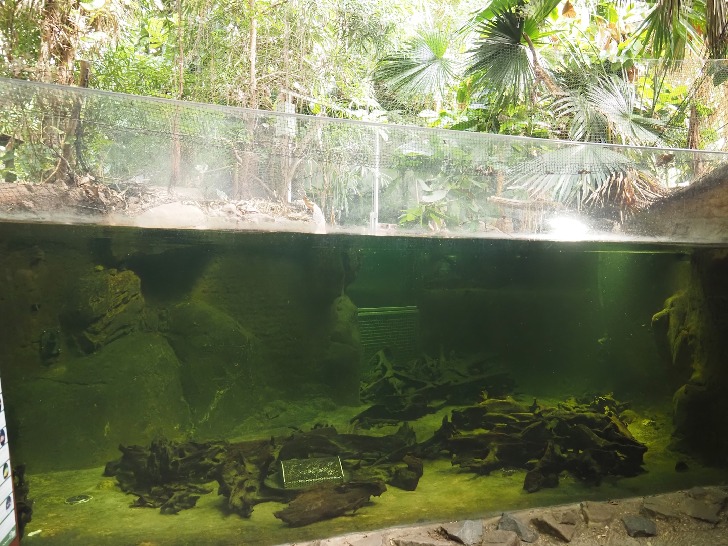 Rio Negro house - Smaller section of the manatee and South American fish tank, 2024-06-08