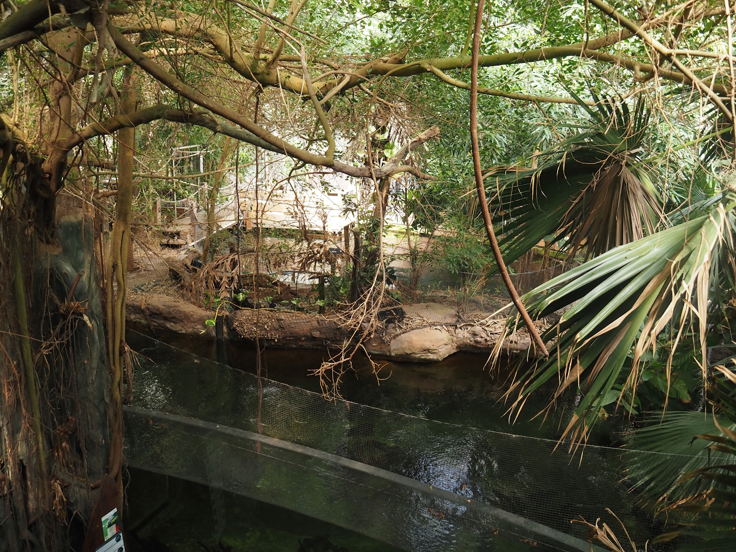 Rio Negro house - Smaller section of the manatee and South American fish tank, seen from the upper viewing area, 2024-06-08