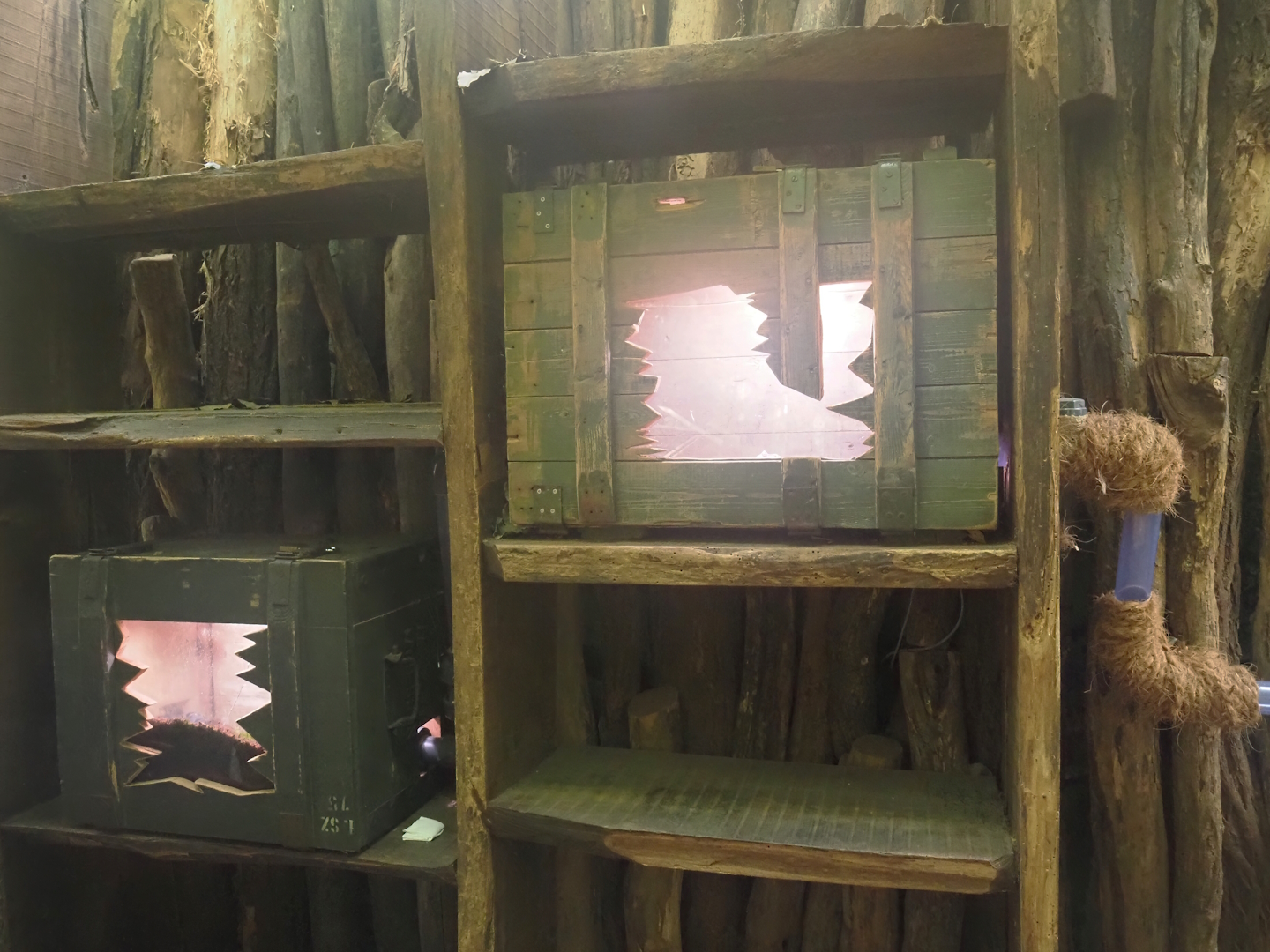 Rio Negro house - Upper part of the Leafcutter ant colony, 2024-06-08