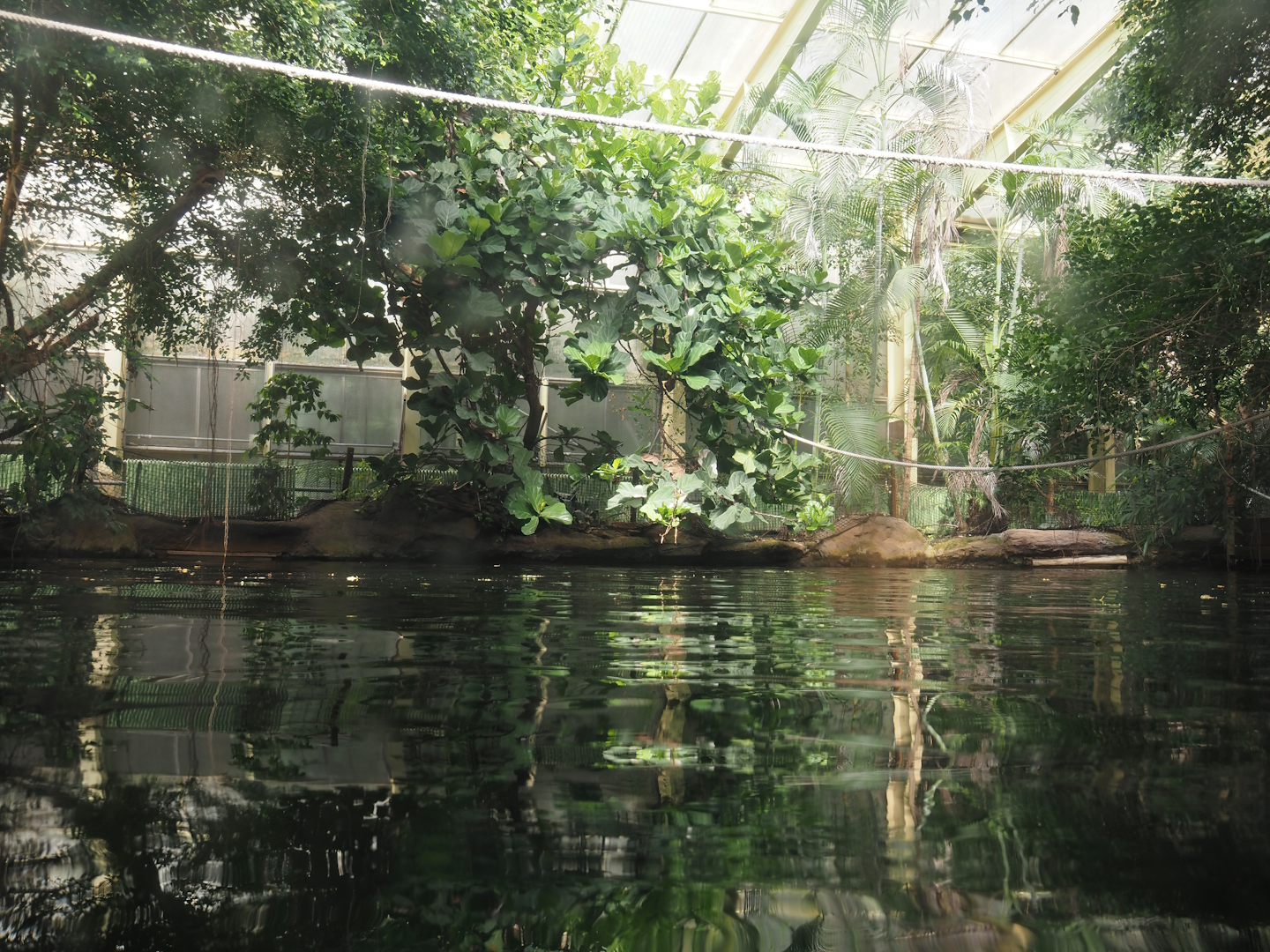 Rio Negro house - View above the manatee and South American fish tank, 2024-06-08