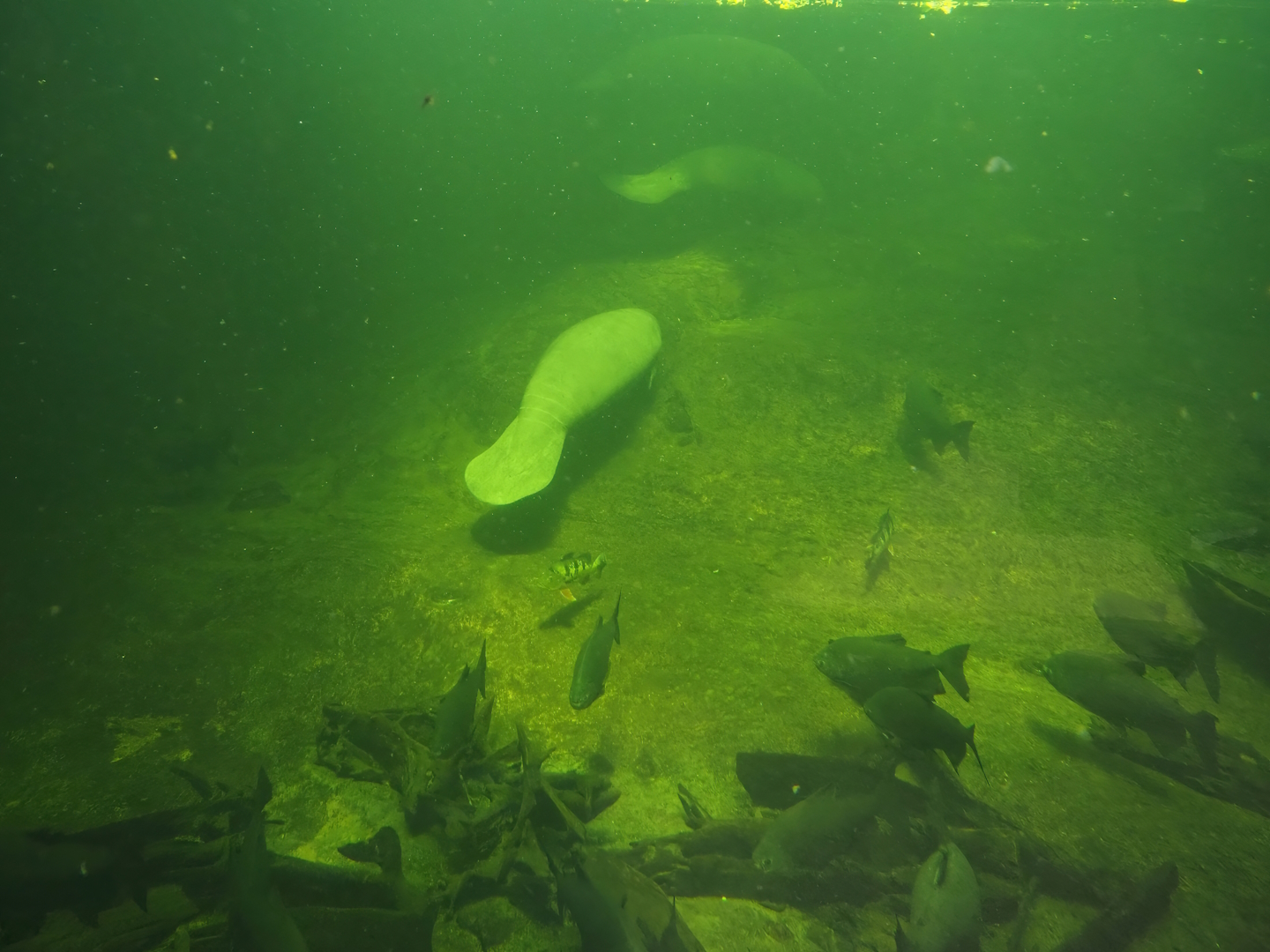 Rio Negro - Larger part of the Manatee and South American fish tank, 2024-06-08