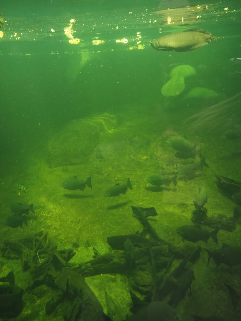 Rio Negro - Larger part of the Manatee and South American fish tank, 2024-06-08