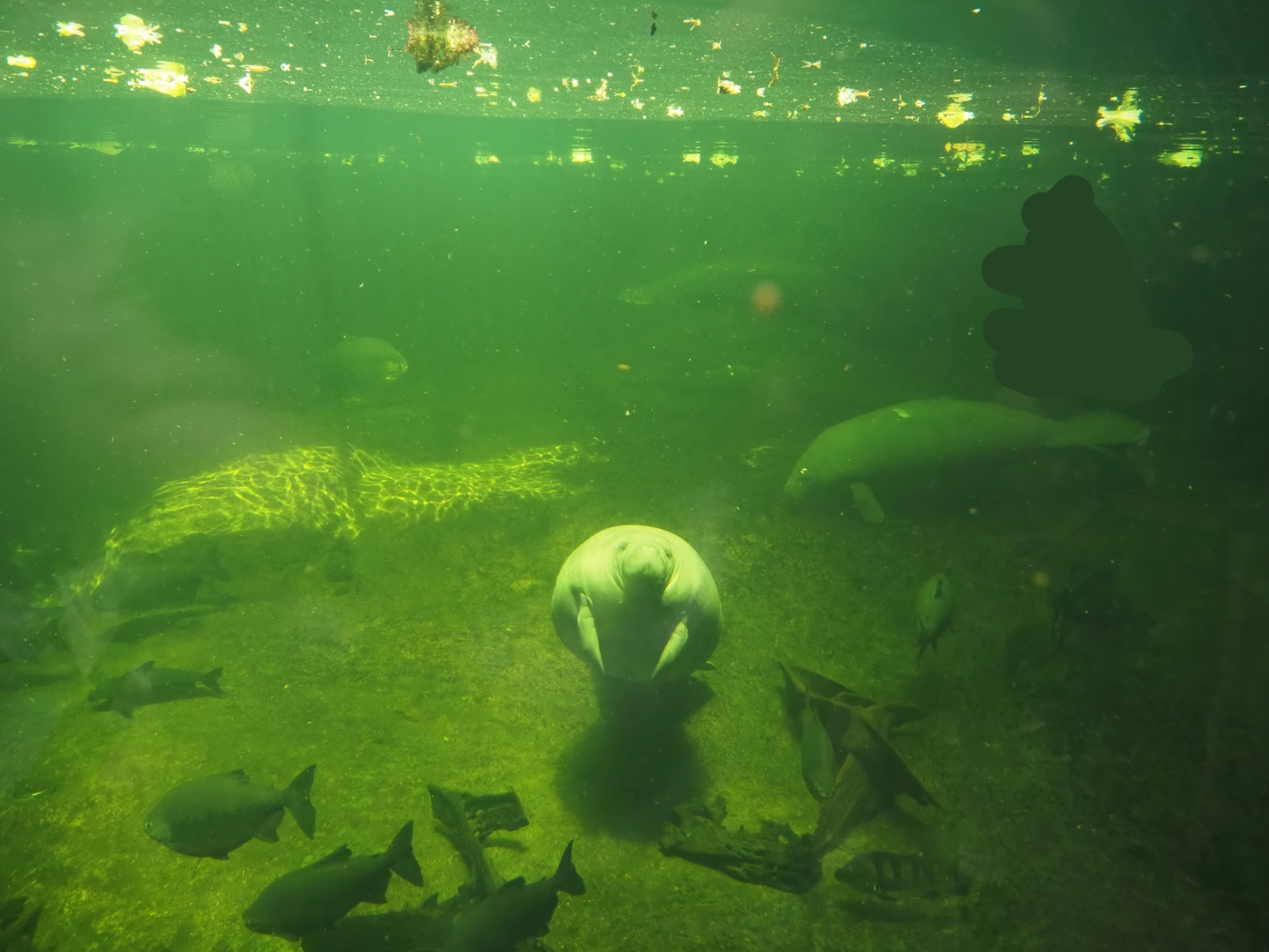 Rio Negro - Larger part of the Manatee and South American fish tank, 2024-06-08