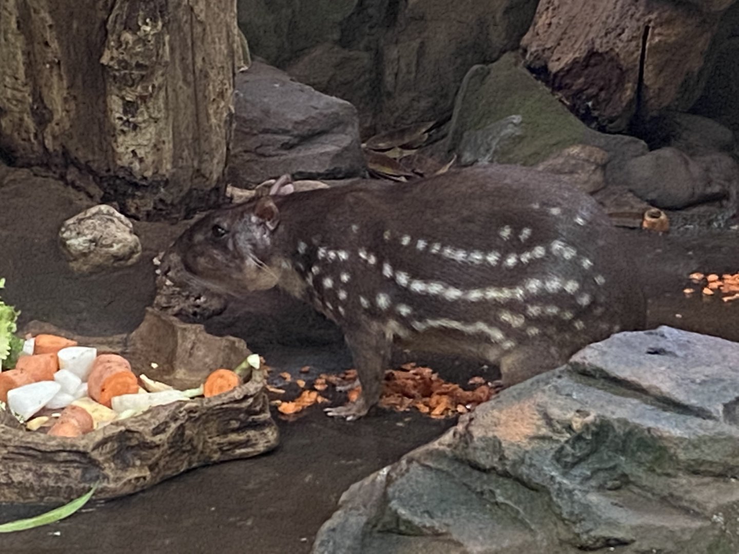 Rio Negro - Lowland paca 011219