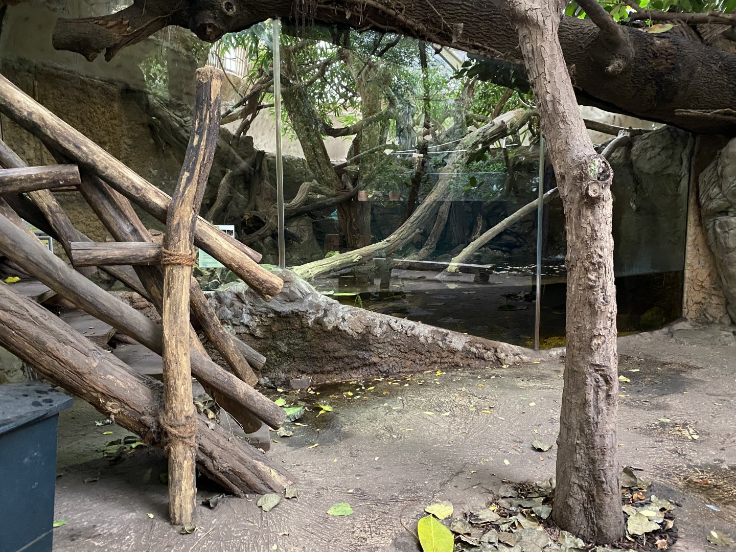 Rio Negro - Lowland paca exhibit 011219