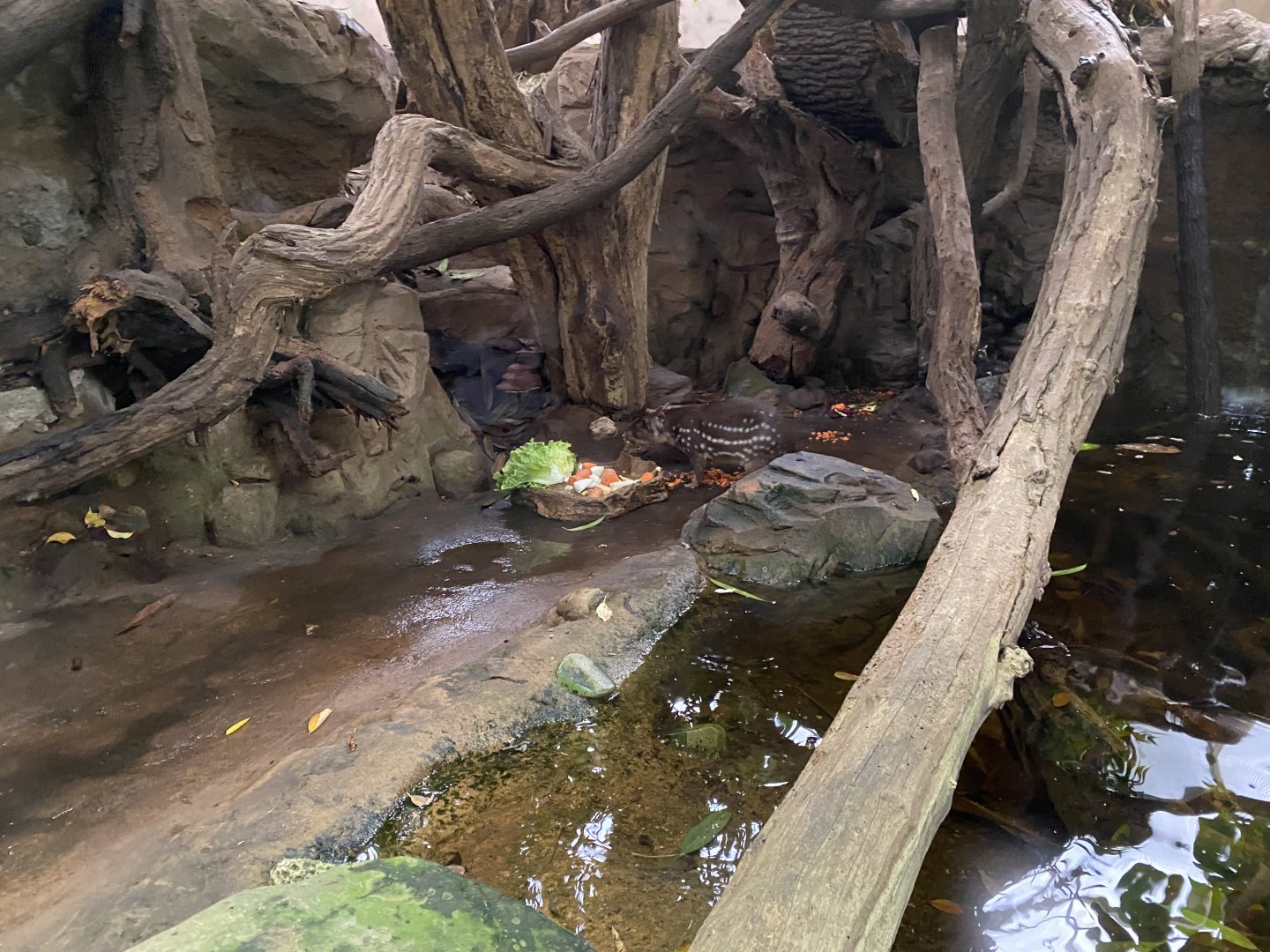 Rio Negro - Lowland paca exhibit 011219