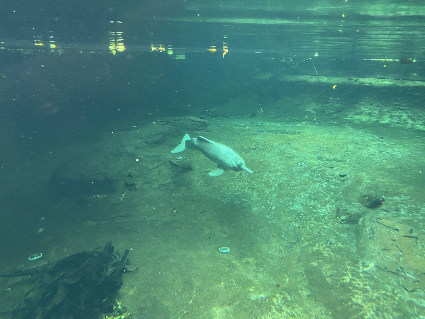 Rio Negro - Orinoco dolphin 011219