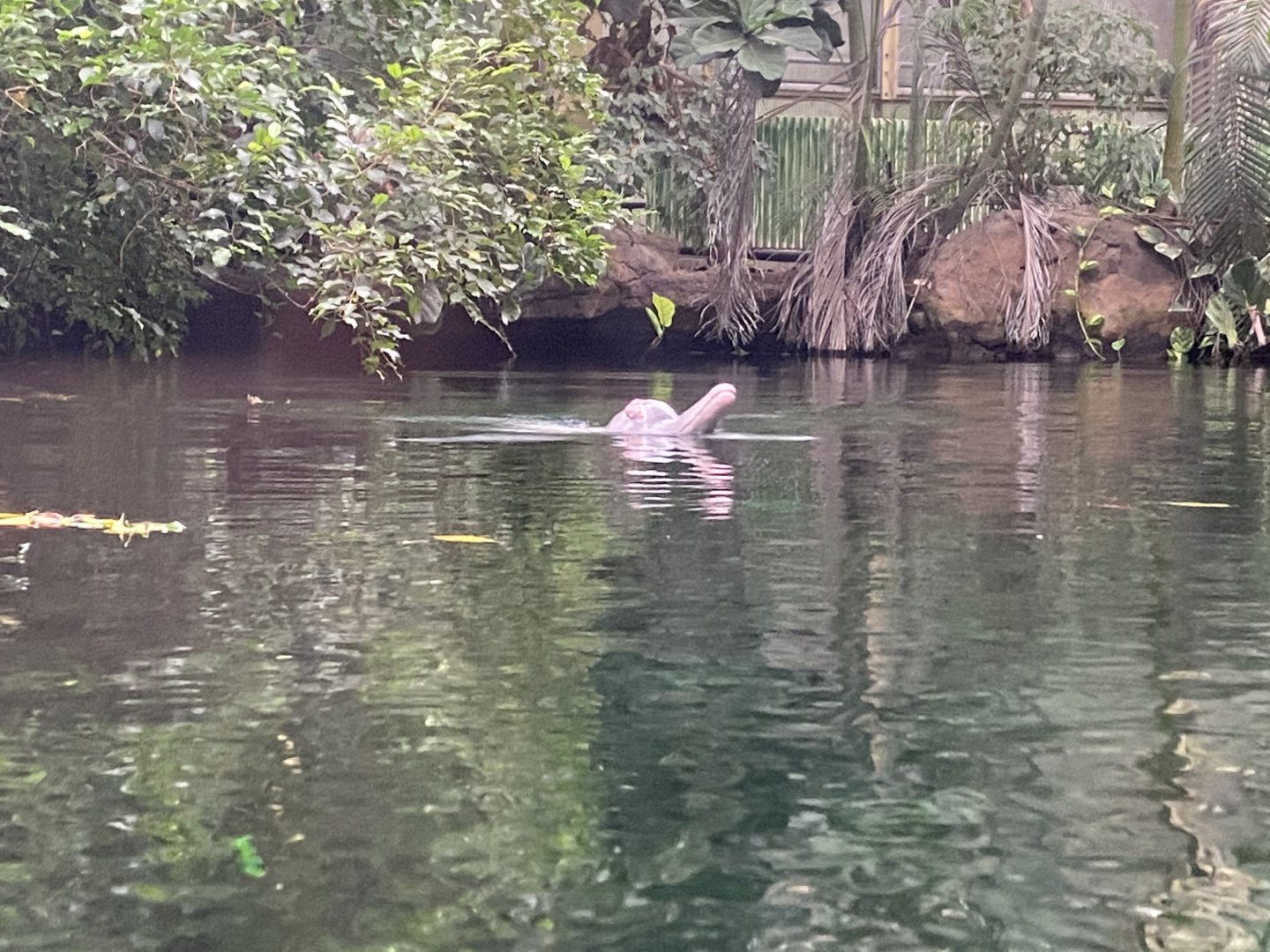 Rio Negro - Orinoco dolphin 011219