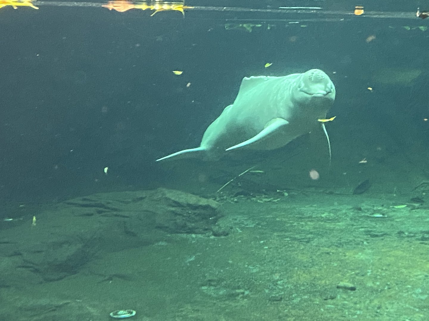 Rio Negro - Orinoco dolphin 011219