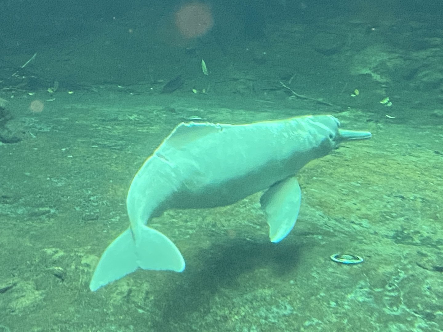 Rio Negro - Orinoco dolphin 011219