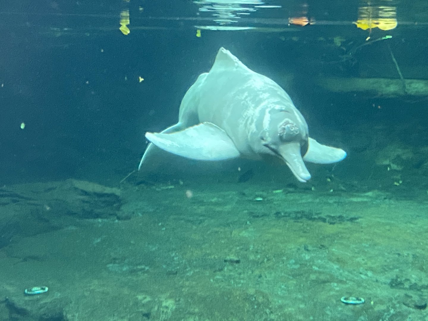 Rio Negro - Orinoco dolphin 011219