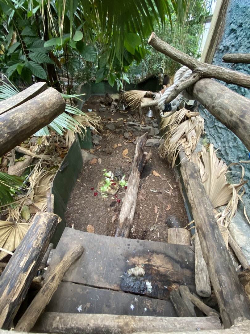 Rio Negro - Red-footed tortoise and Greater guniea pig exhibit 011219