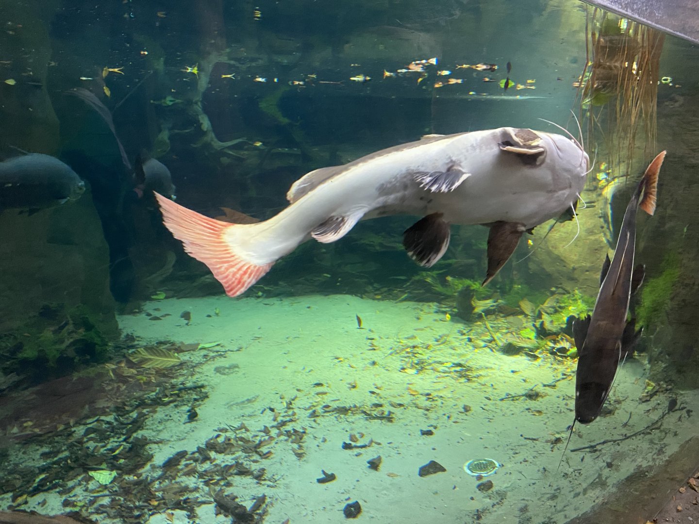 Rio Negro - Red-tailed catfish 011219