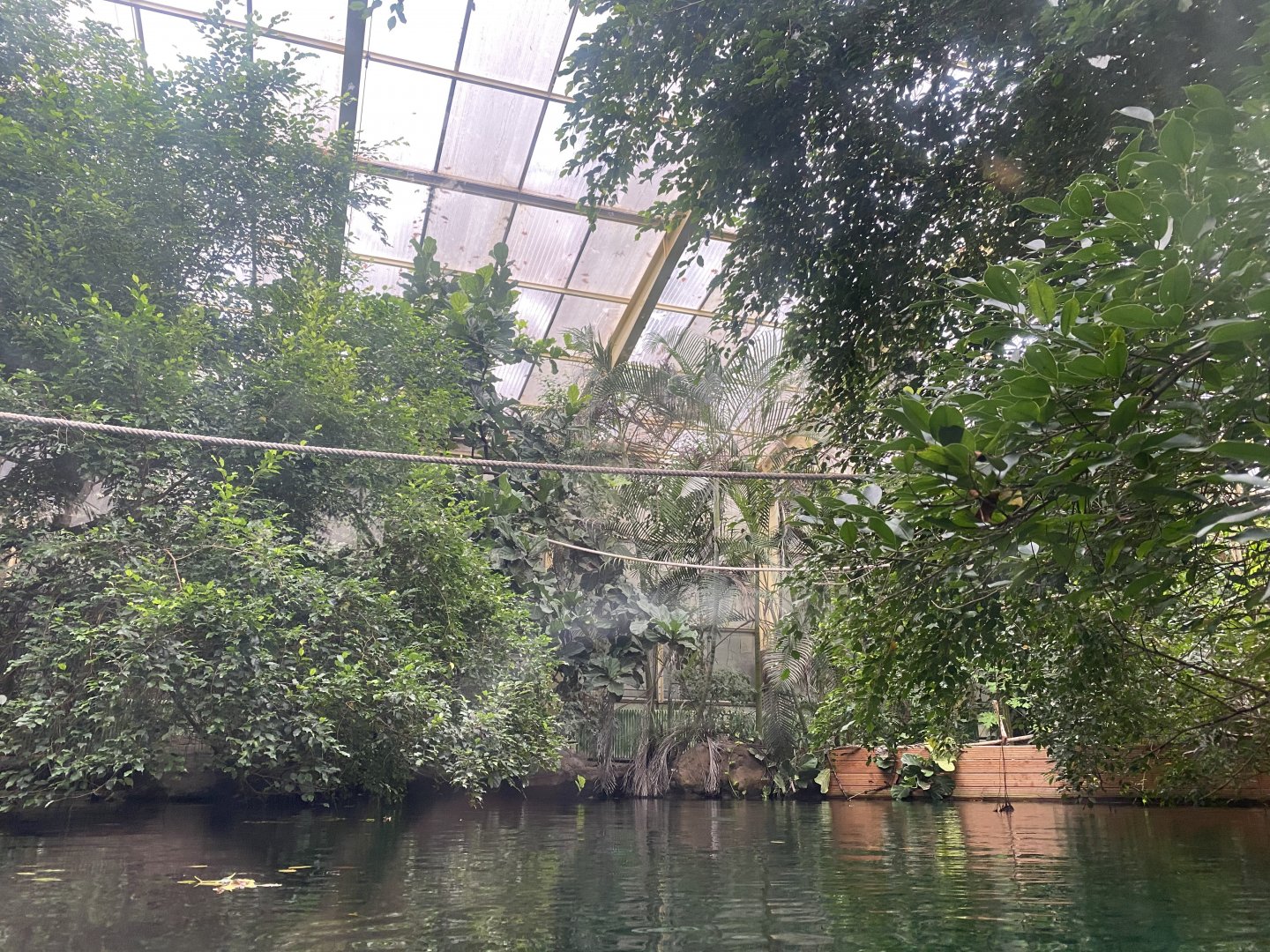 Rio Negro - view above Orinoco dolphin exhibit 011219