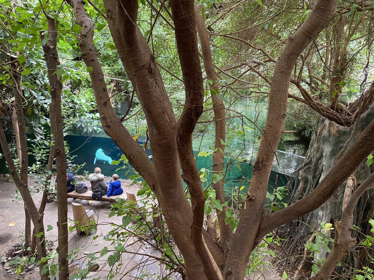Rio Negro - view down towards Orinoco dolphin exhibit 011219