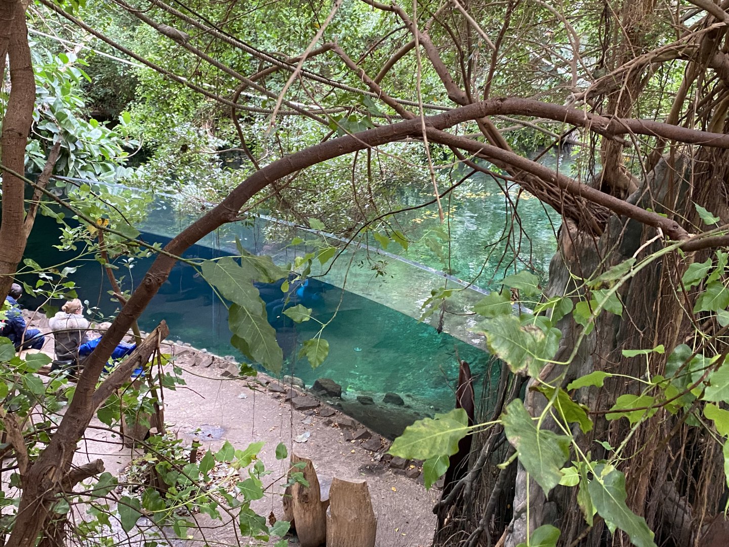 Rio Negro - view down towards Orinoco dolphin exhibit 011219