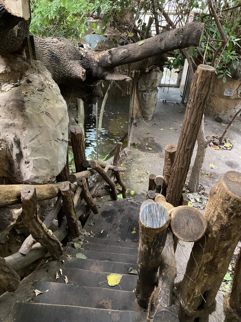 Rio Negro view from upper platform 011219