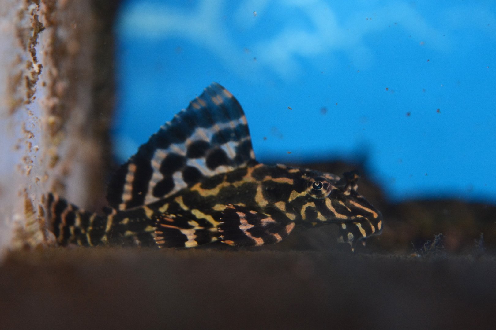 Rio Parnaiba pleco (Pterygoplichthys parnaibae)
