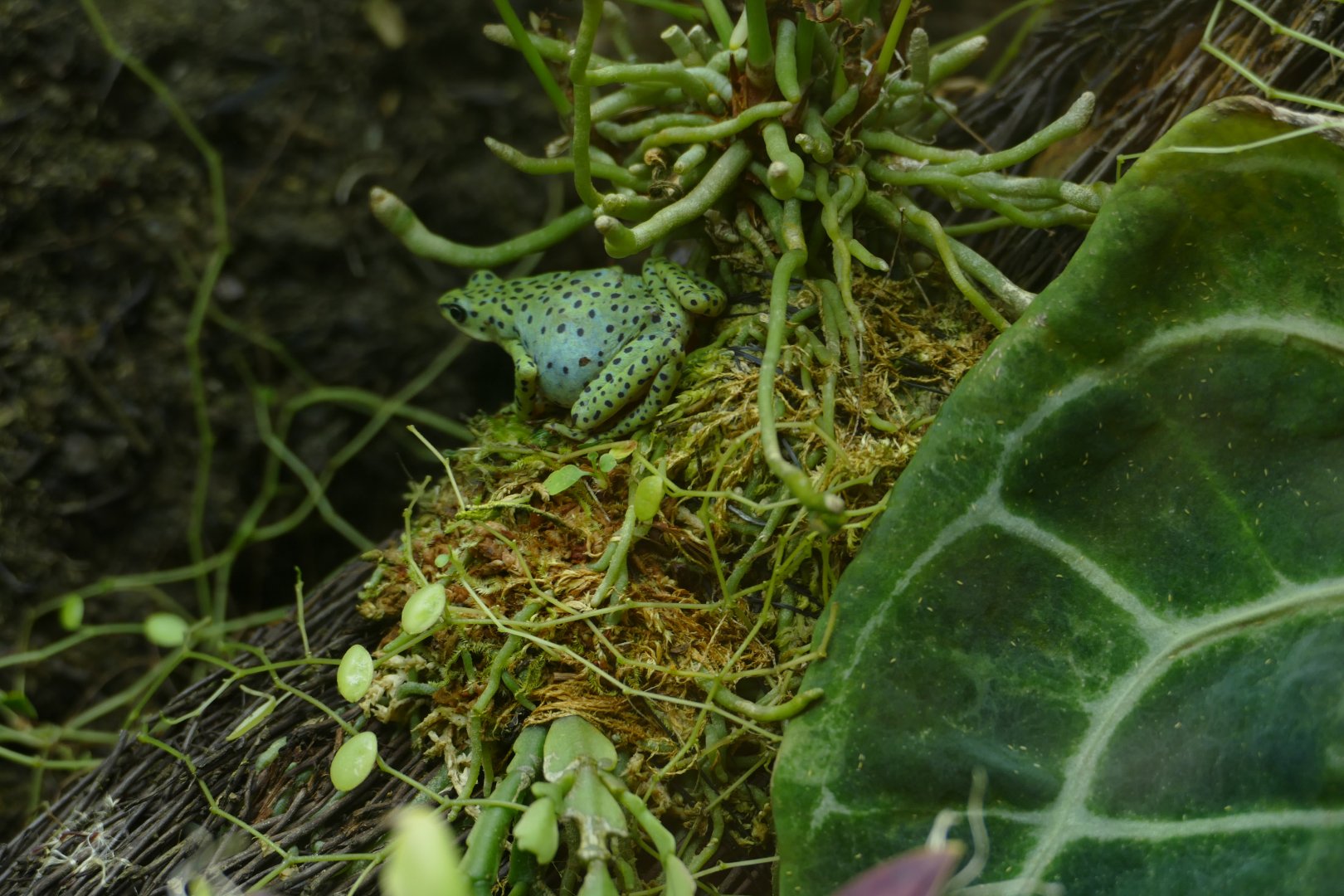 Rio Pescado Stubfoot Toad (Antelopus balios)