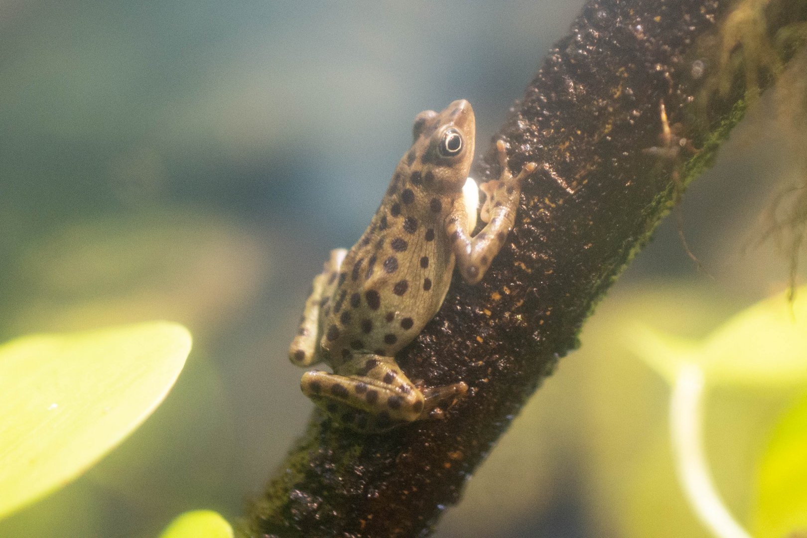 Rio Pescado Stubfoot Toad- Atelopus balios