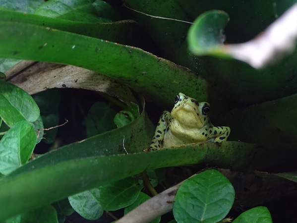 Rio Pescado stubfoot toad (Atelopus balios)