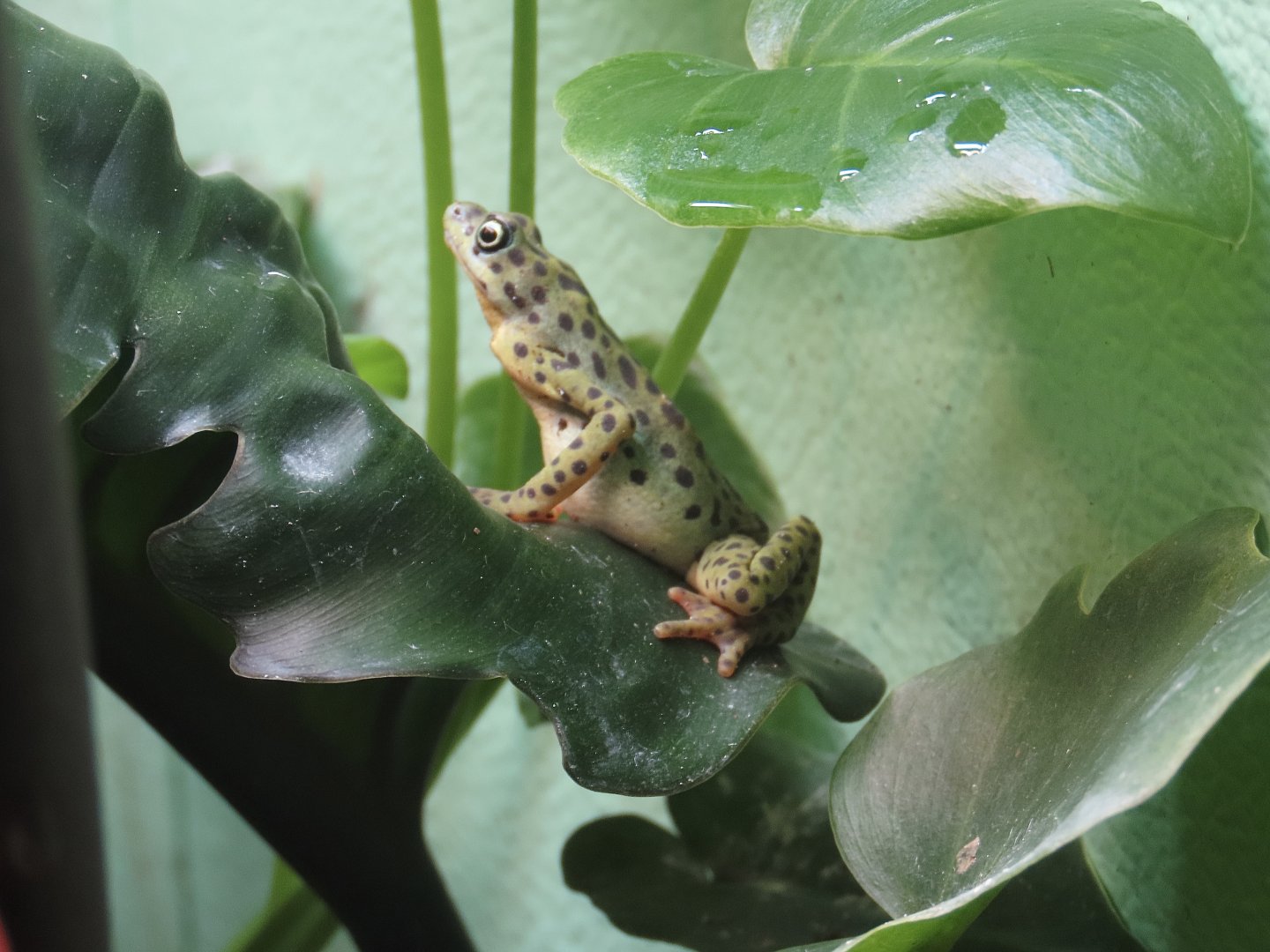 Rio Pescado Stubfoot Toad (Atelopus balios)