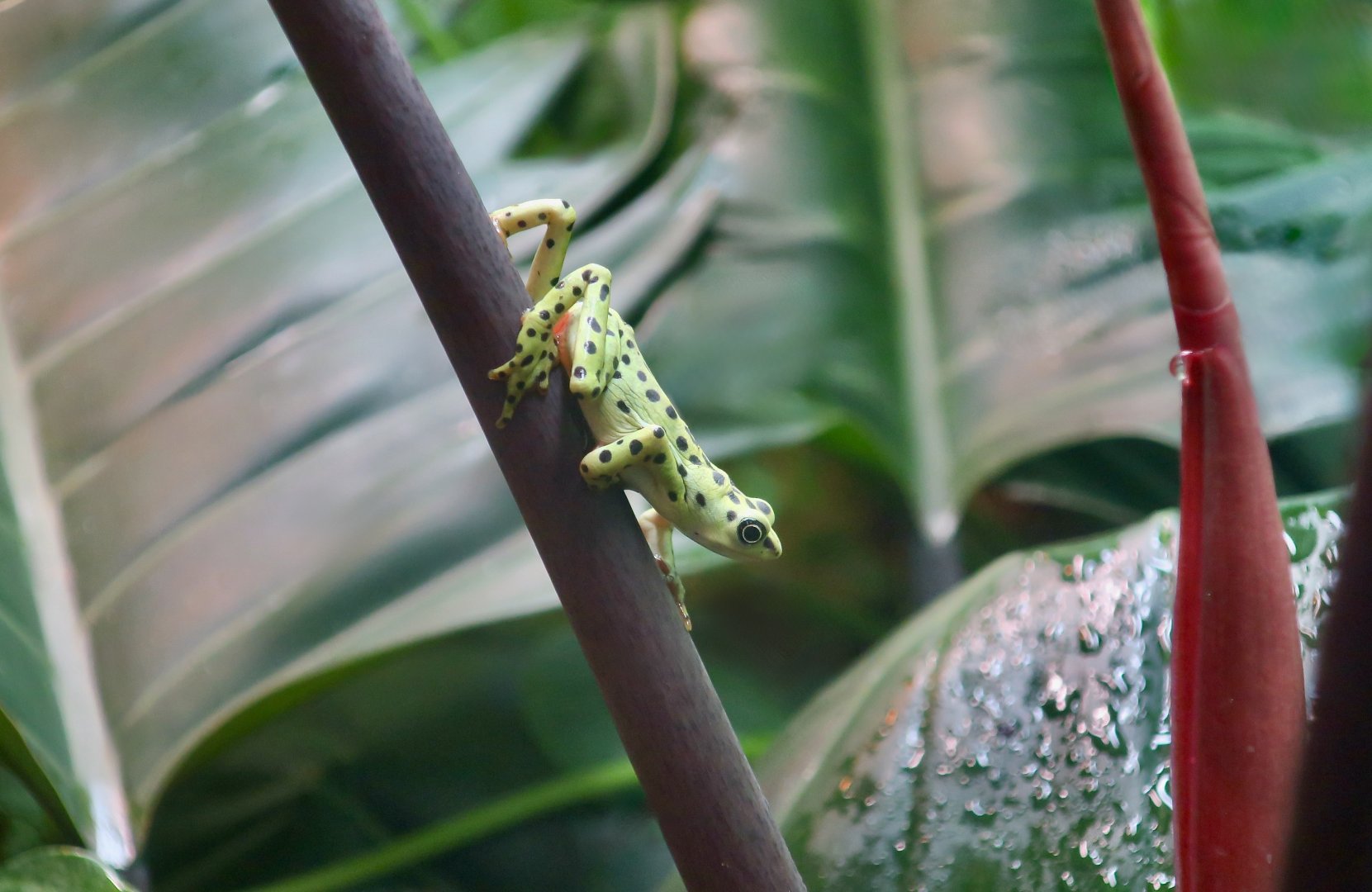 Rio Pescado Stubfoot Toad (Atelopus balios)
