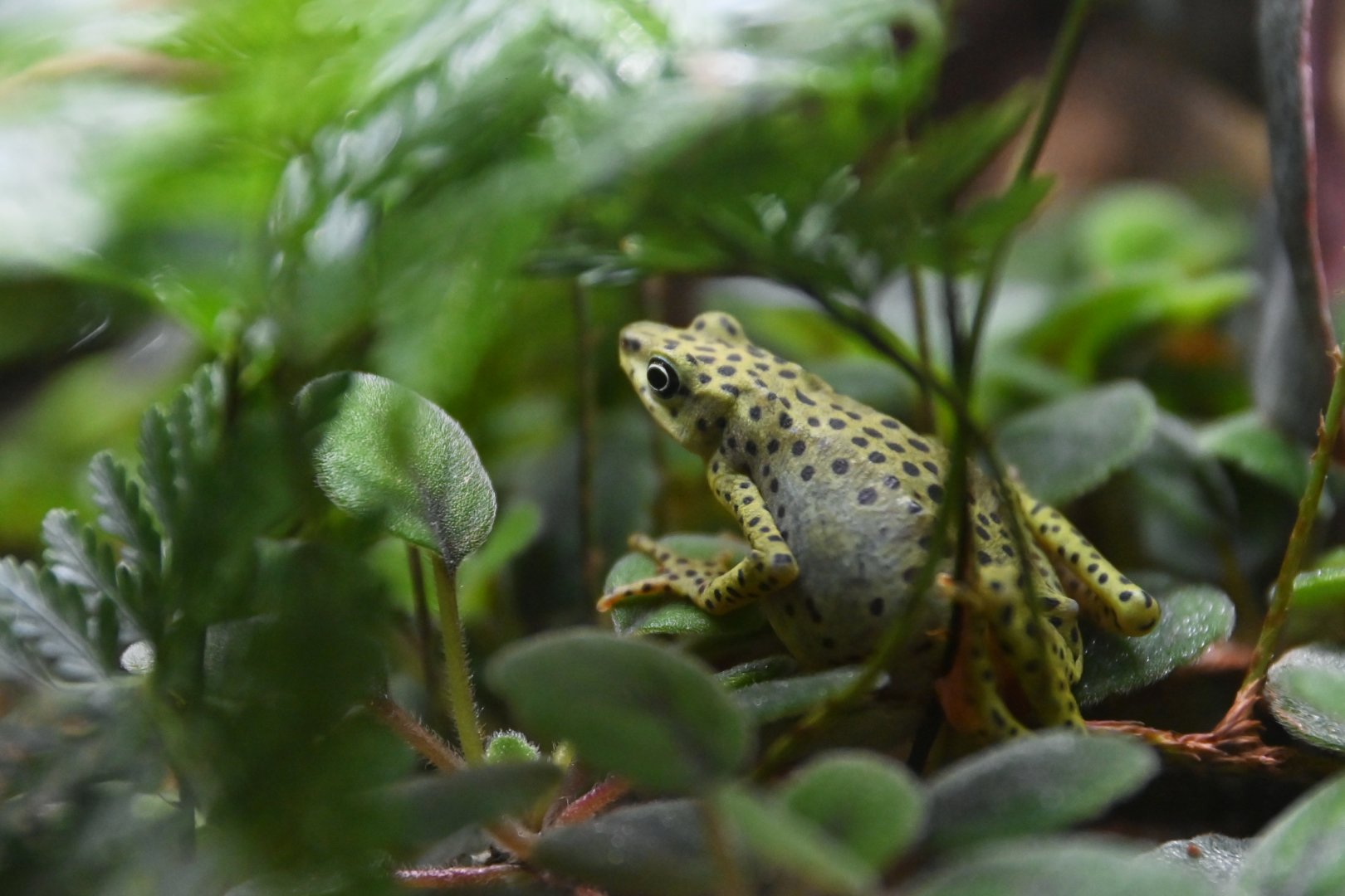 Rio Pescado stubfoot toad Atelopus balios