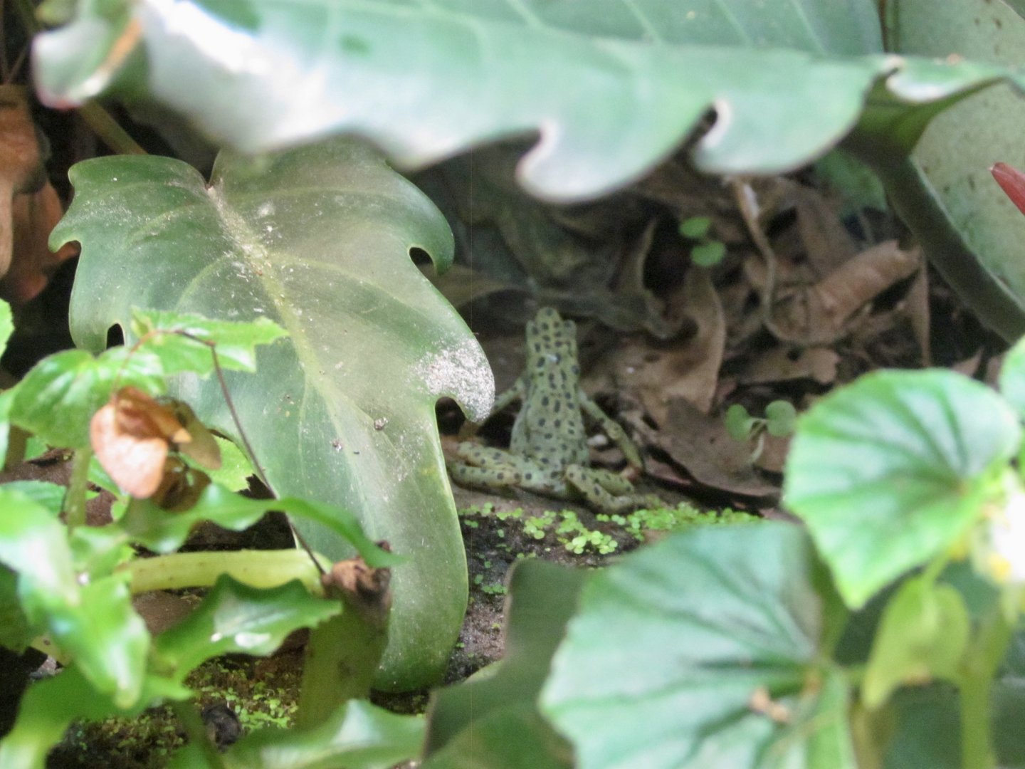 Rio Pescado Stubfoot Toad