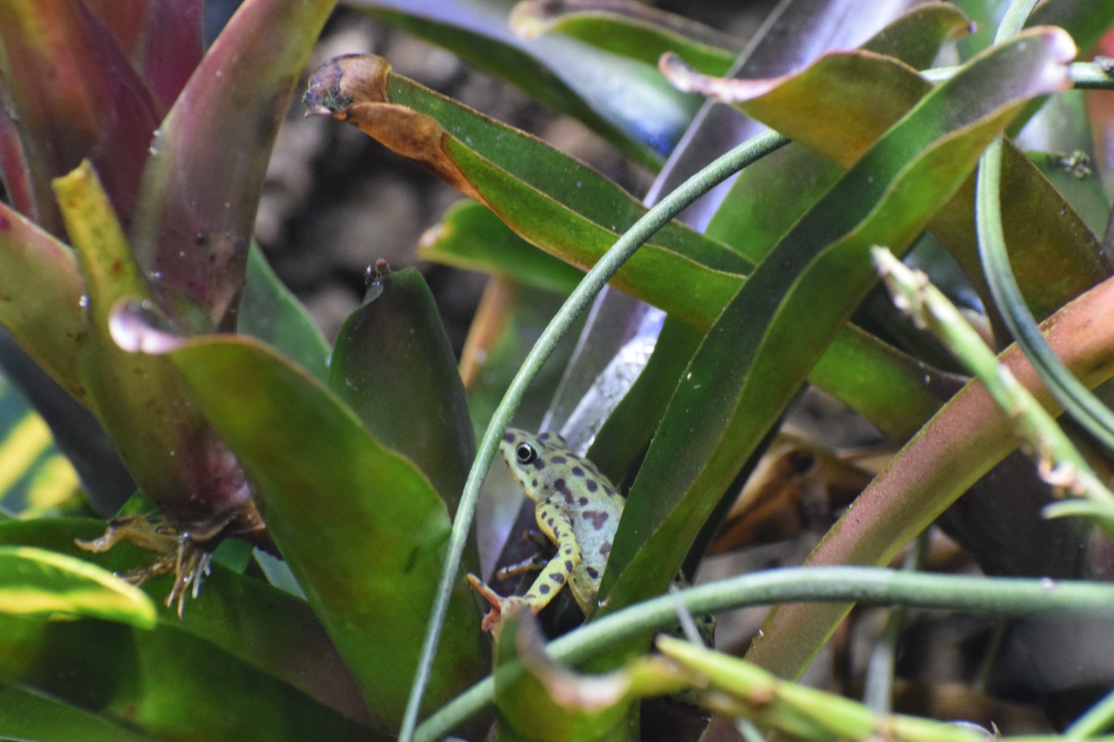 Rio Pescado stubfoot toad