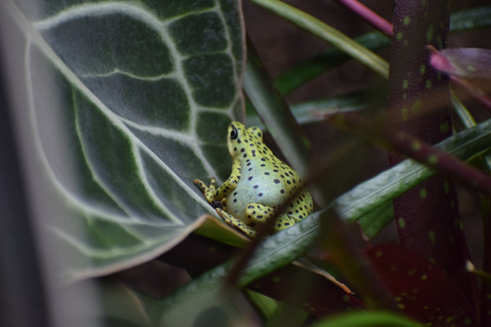 Rio Pescado stubfoot toad