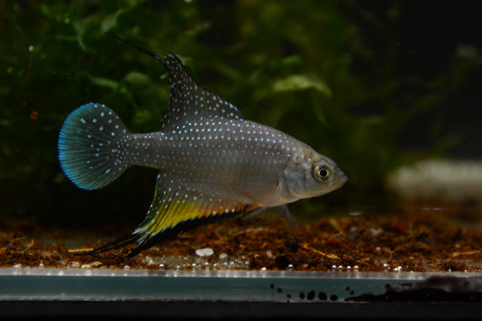Rio Preto killifish (Hypsolebias faouri)