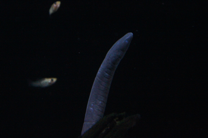 Rio Rauca caecilian (Typhlonectes natans)