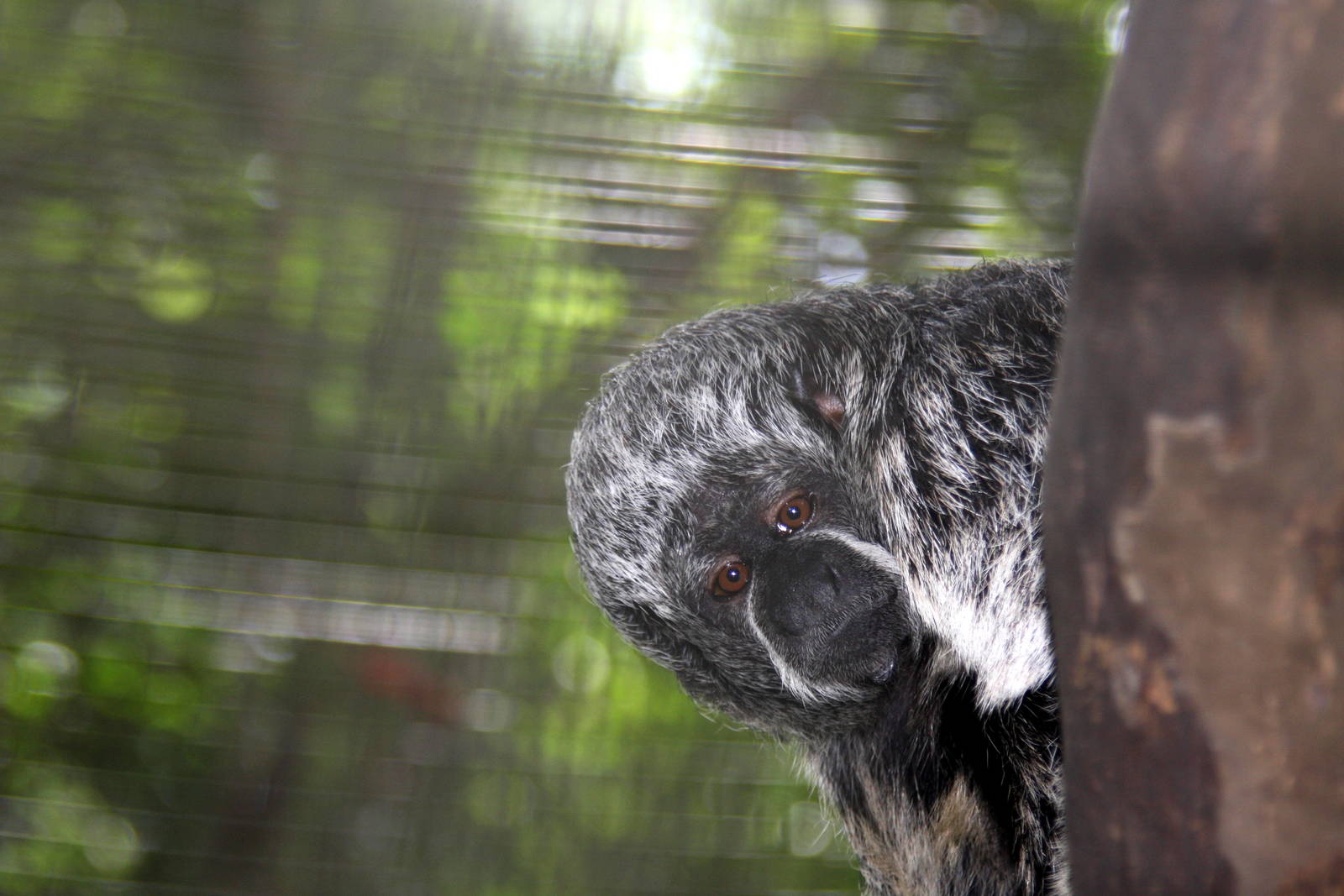 Rio Tapajos saki (Pithecia irrorata)