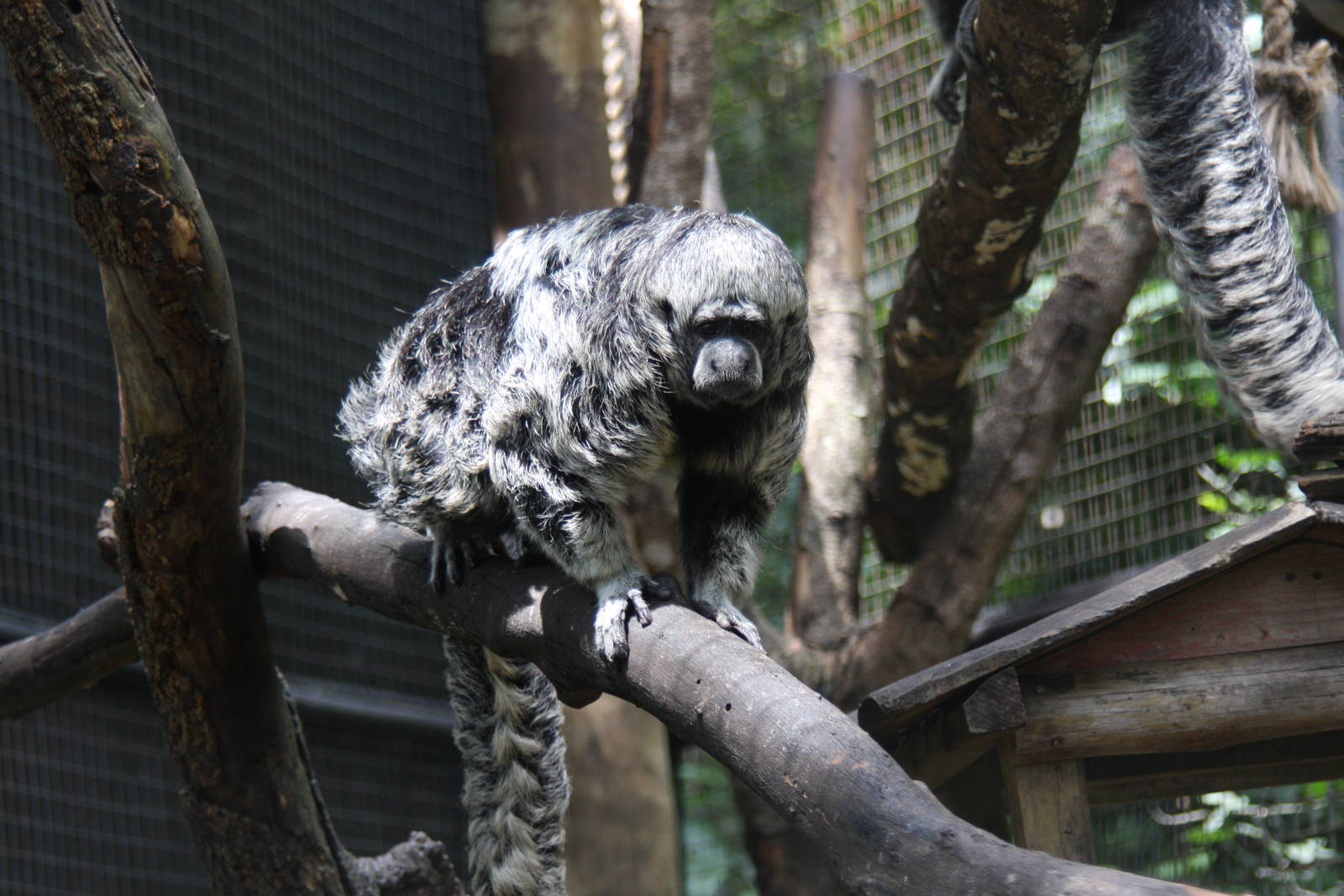 Rio Tapajos saki (Pithecia irrorata)