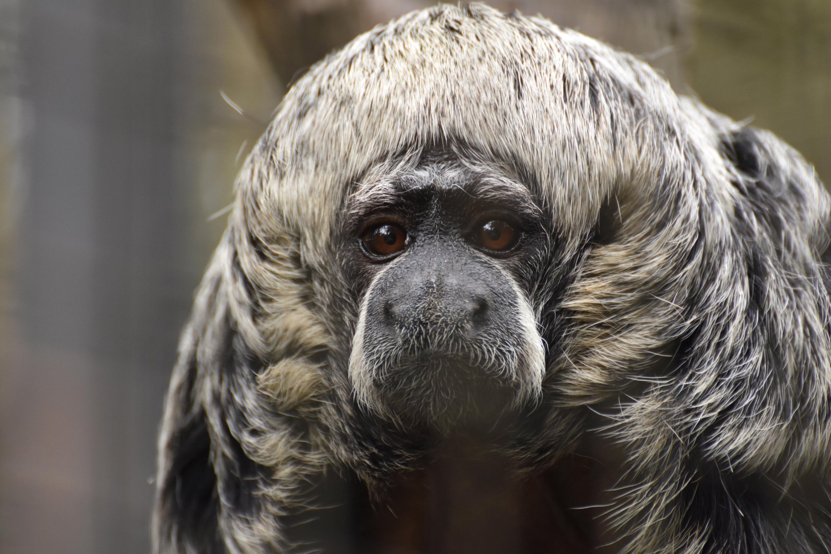 Rio Tapajós saki (Pithecia irrorata)