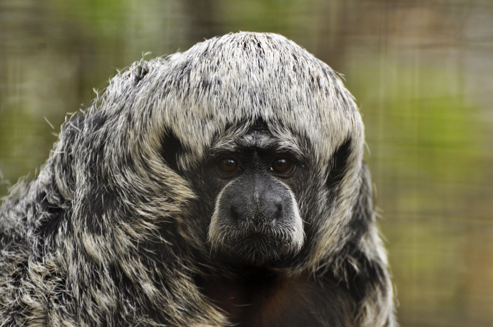 Rio Tapajós saki (Pithecia irrorata)