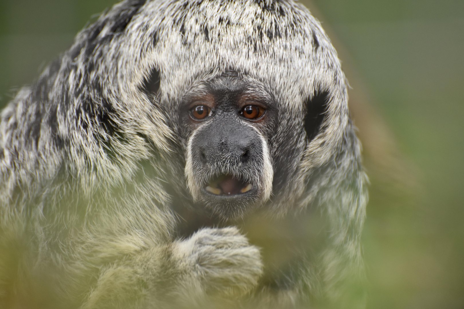Rio Tapajós saki (Pithecia irrorata)