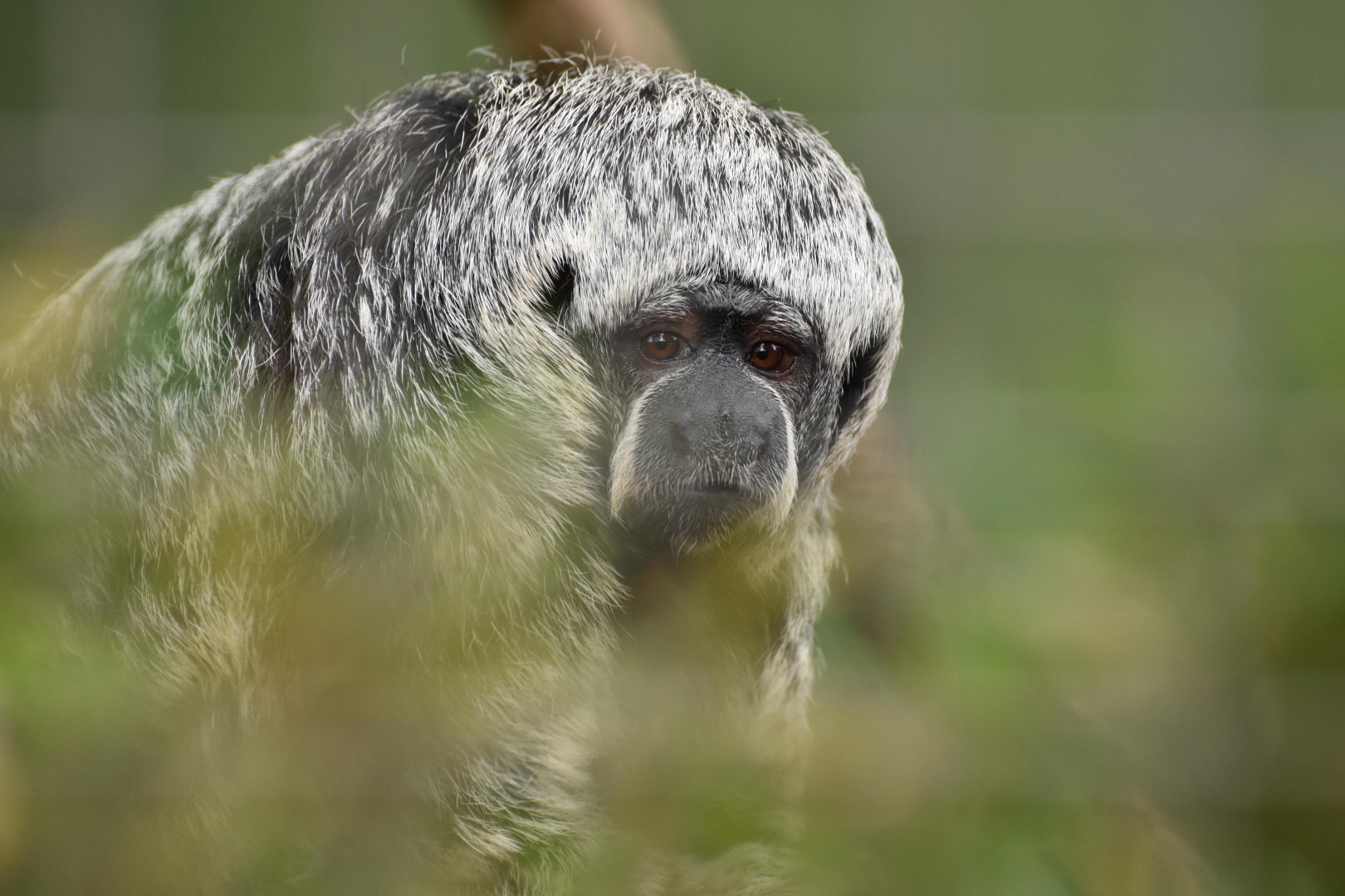 Rio Tapajós saki (Pithecia irrorata)