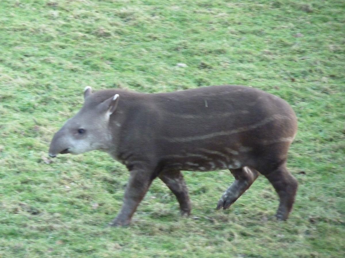 Rio the Brazillian Tapir