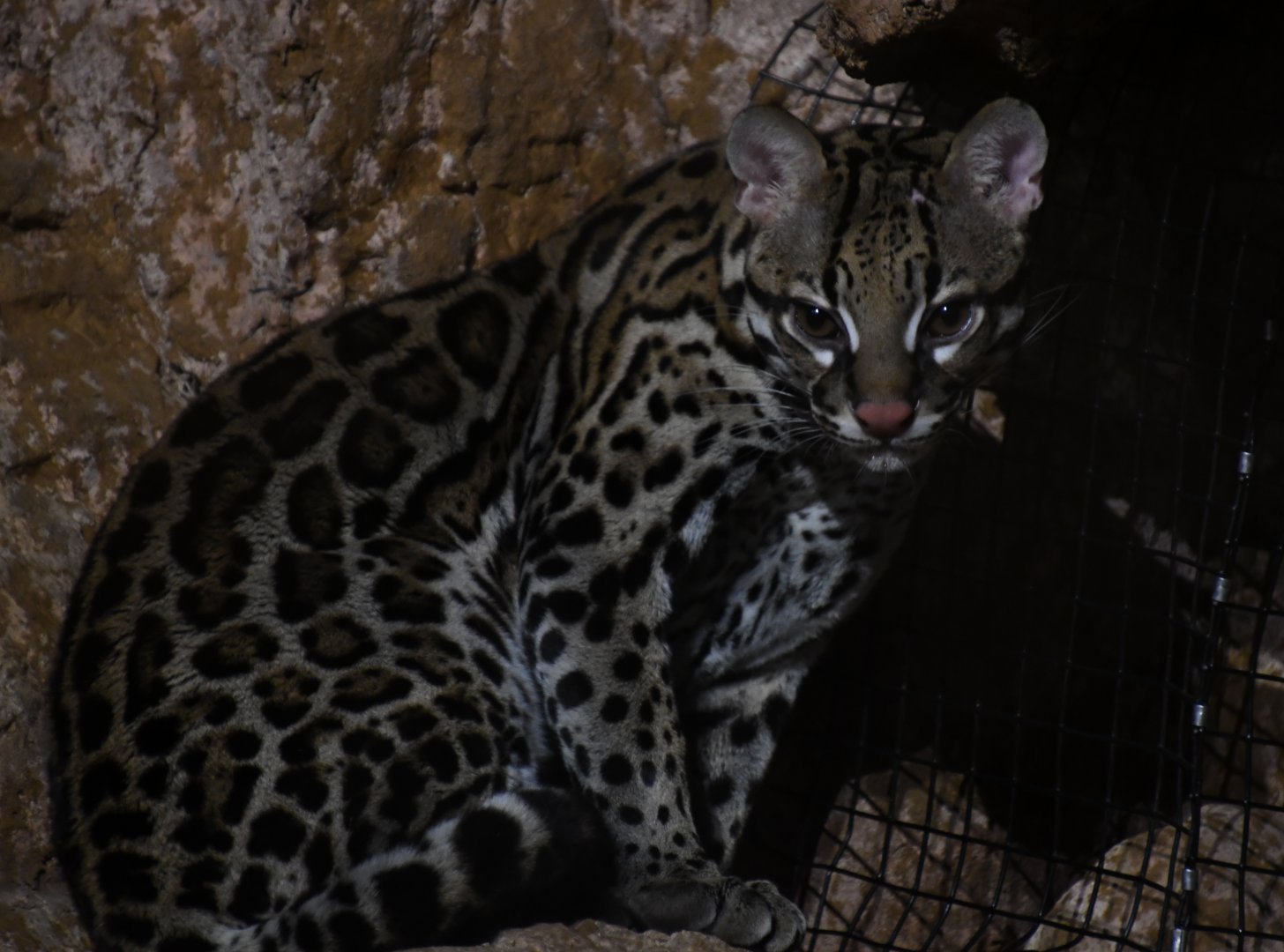Rio the ocelot