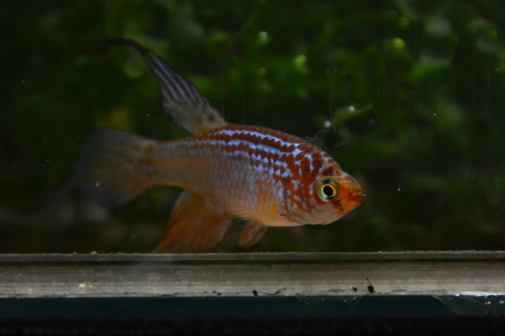 Rio Tocantins killifish (Maratecoara formosa)
