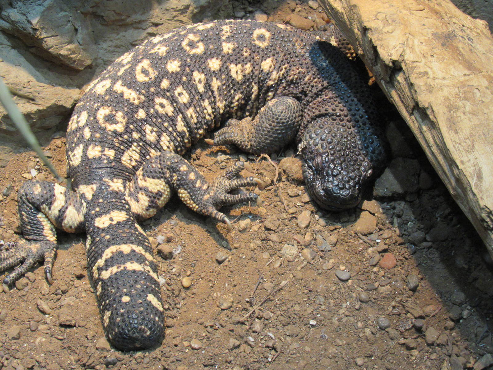 Rio_Fuerte_Bearded_Lizard