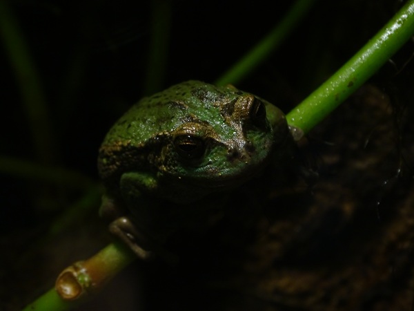 Riobamba marsupial frog (Gastrotheca riobambae)
