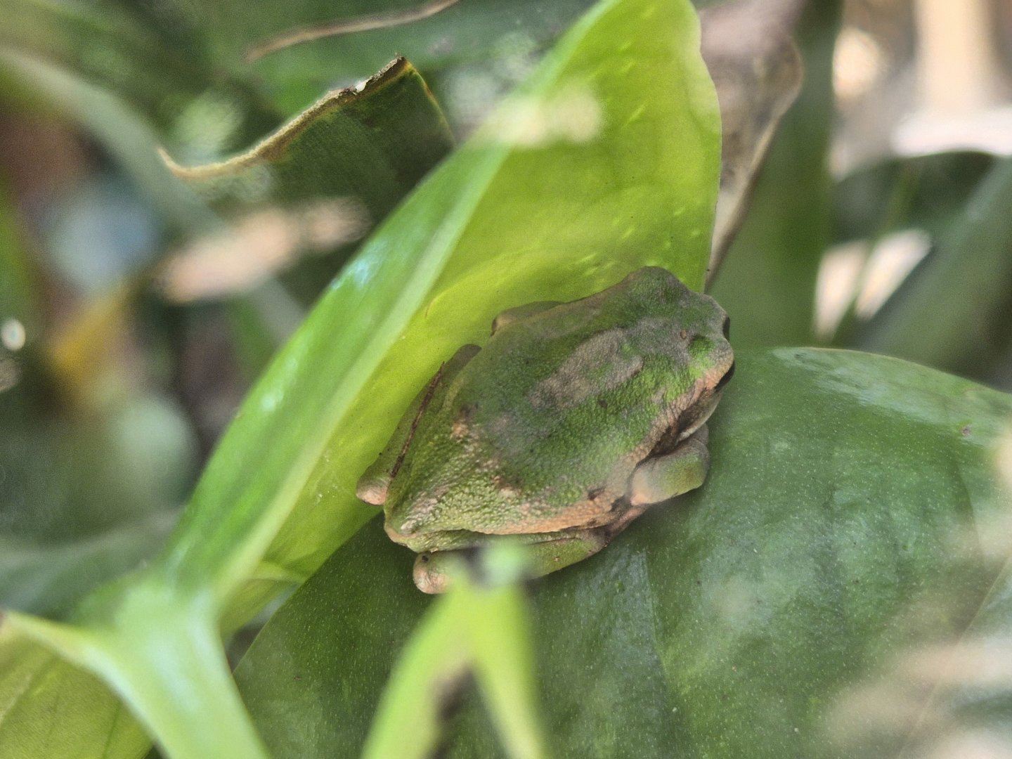 Riobamba marsupial frog